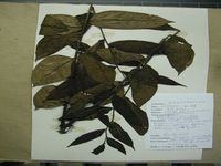 Herbarium sample